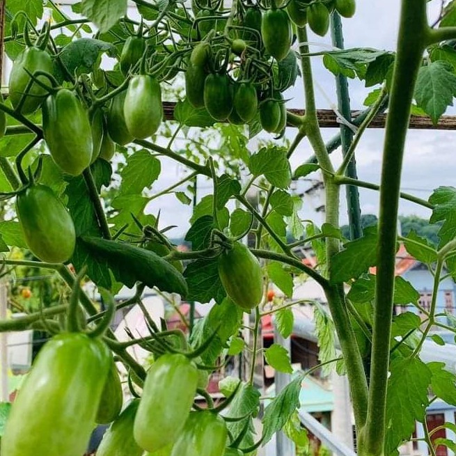 Hạt giống Cà Chua Trái Cây Nova