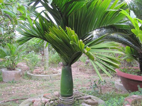 CÂY GIỐNG CAU LÙN TỨ QUÝ