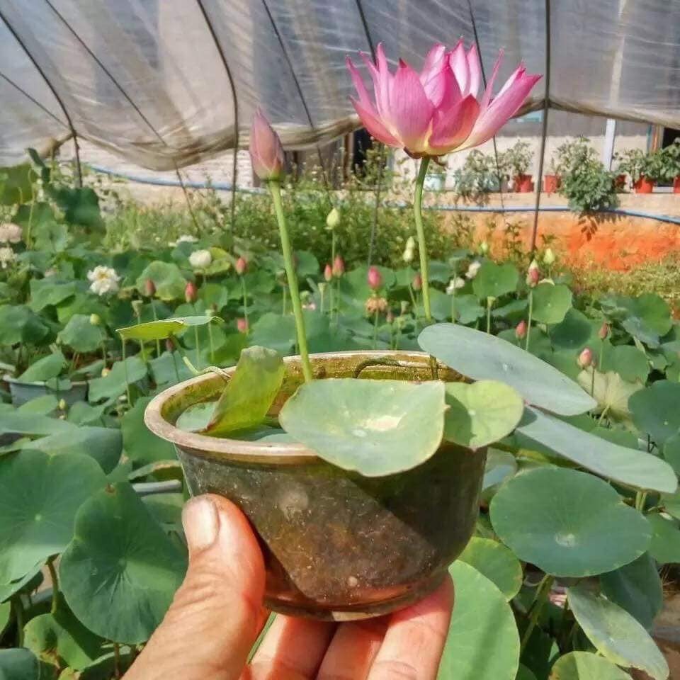 1 Hạt Giống Hoa Sen Nhật Mini