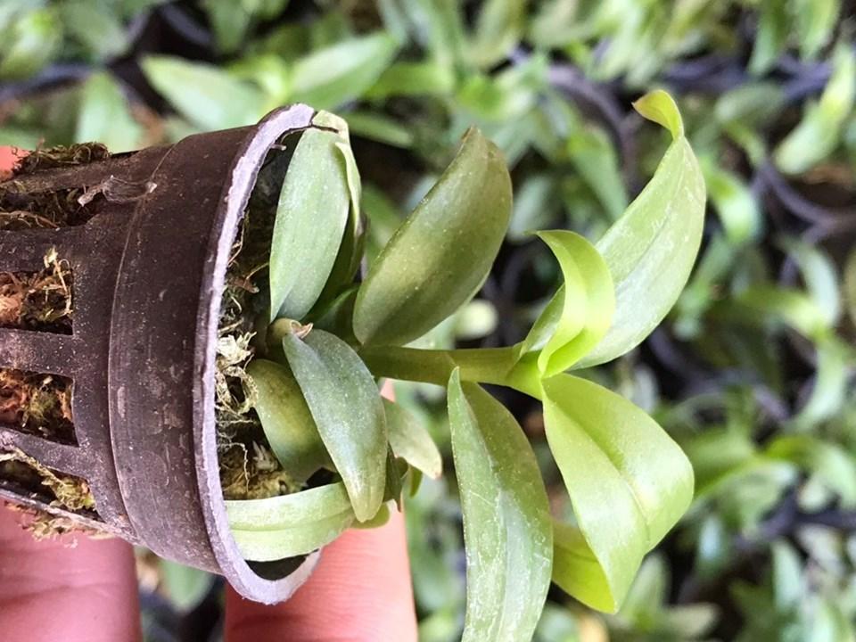 Phi điệp 5ct hiển oanh hàng giống