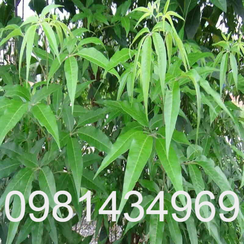 Xả Hàng - An xoa khô 683lz