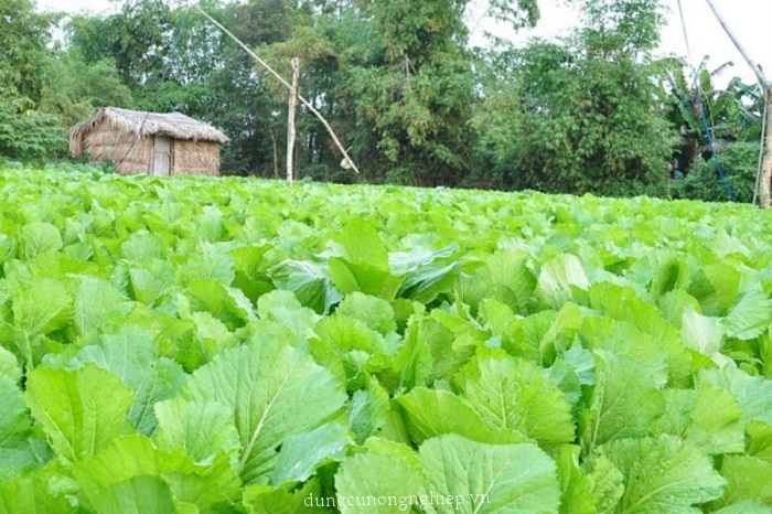 Hạt giống Cải Muối Dưa (Cải Tòa Sại) 20gr