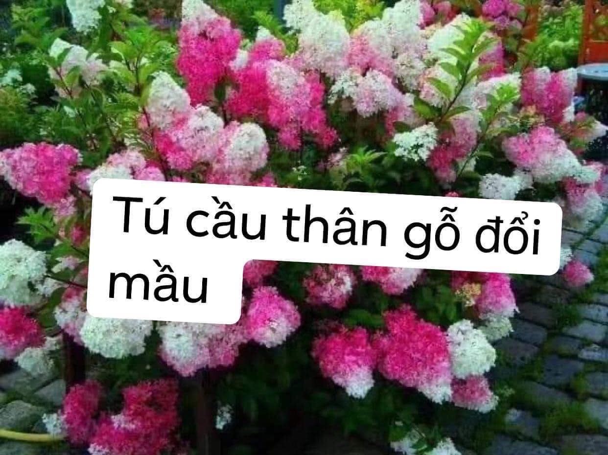 Cây giống cẩm tú cầu thân gỗ hay con gọi la cẩm tú cầu tháp -feership từ 50k