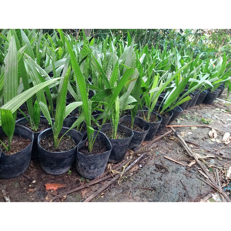 cây chà là giống
