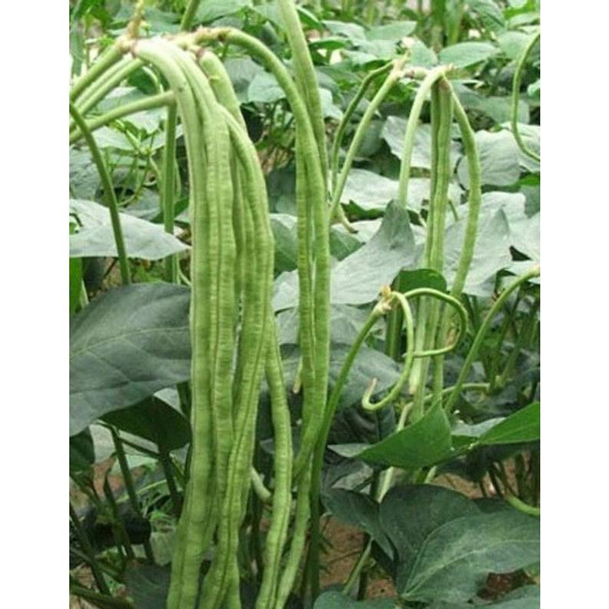 Hạt giống Đậu Đũa bụi ( mua 3 tặng 1)