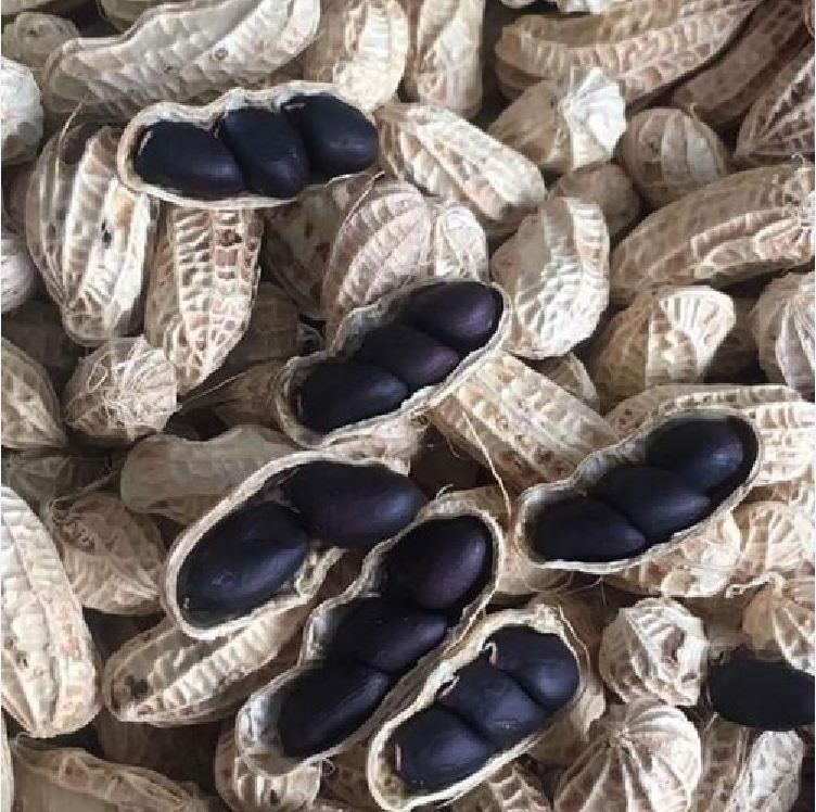 Hạt giống lạc đen kokuma - 15gr/gói