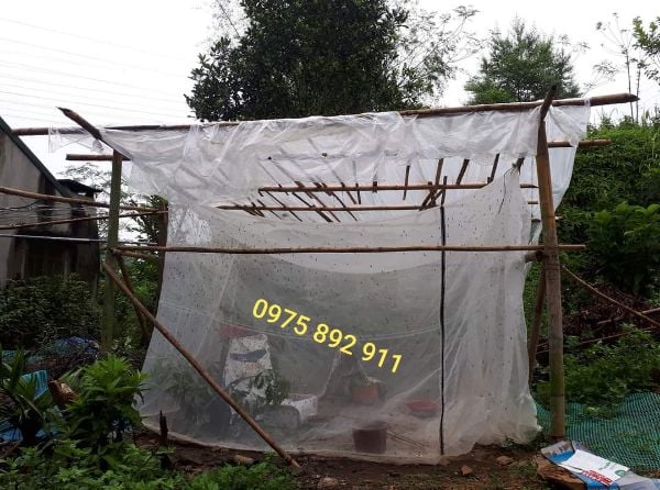 Mùng ruồi lính đen 2x2x2