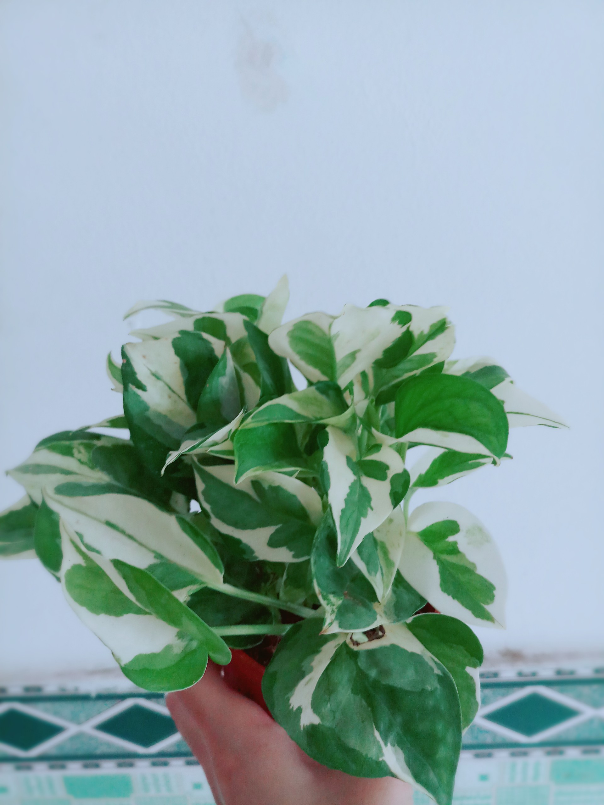 Trầu Bà Sữa