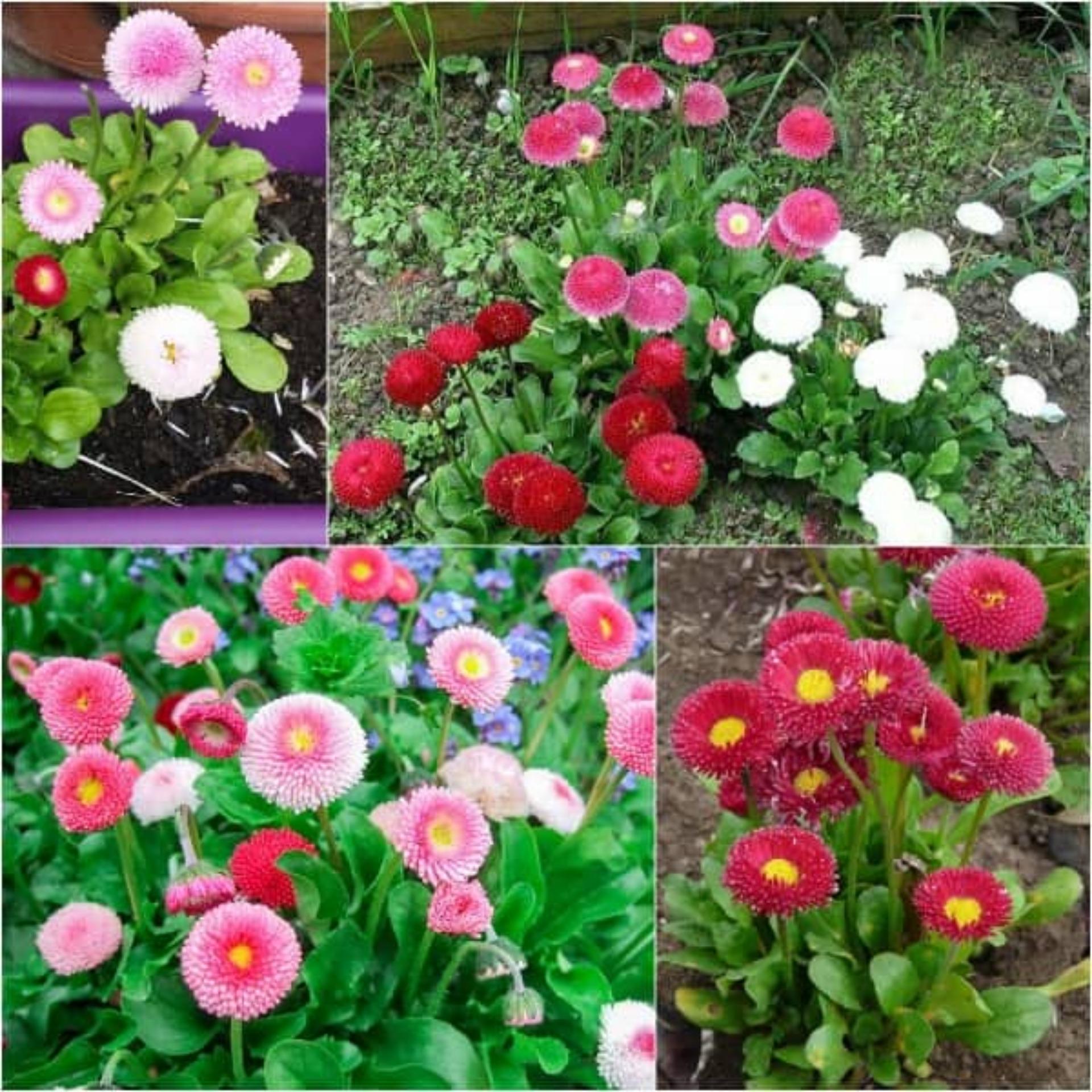 100 Hạt giống Cúc Anh mix (tặng Kích nẩy mầm, Hướng dẫn ươm)