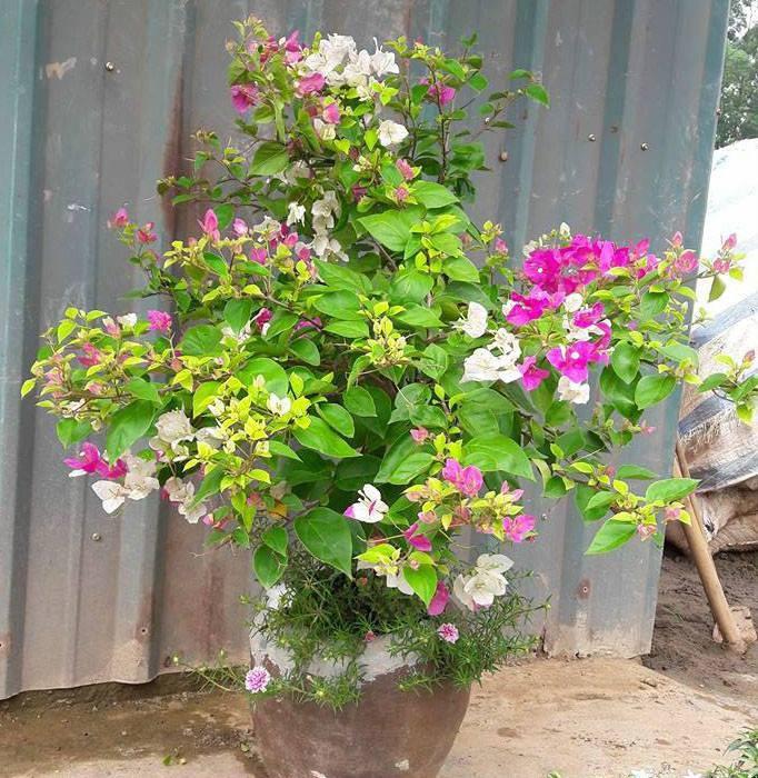 Hạt giống hoa giấy nhiều màu
