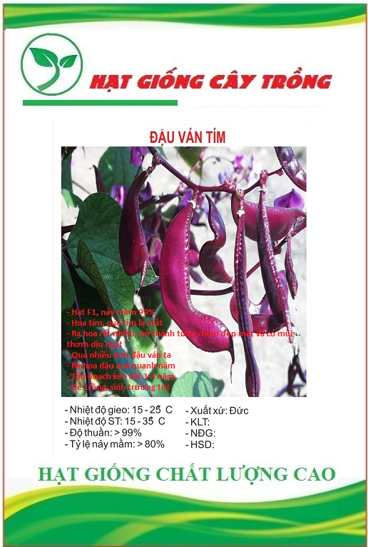Hạt giống đậu ván tím f1 ct158 - gói 5 hạt