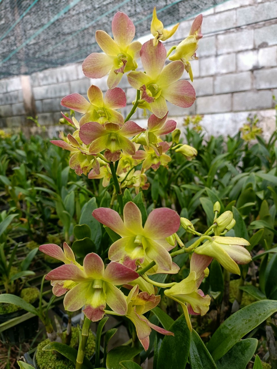 Hoa lan Dendro Vàng Cam rất siêng hoa, chậu trưởng thành, nhiều thân