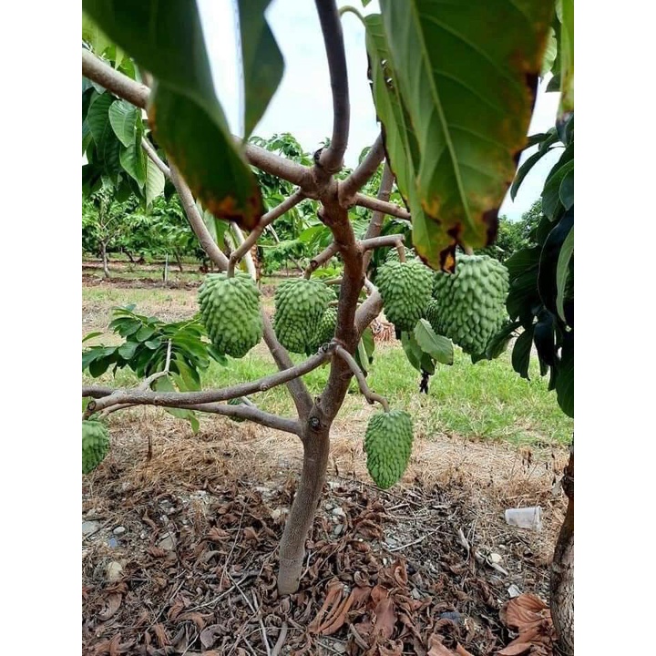 CÂY GIỐNG NA SẦU RIÊNG ( CÂY GHÉP MAU TRÁI)
