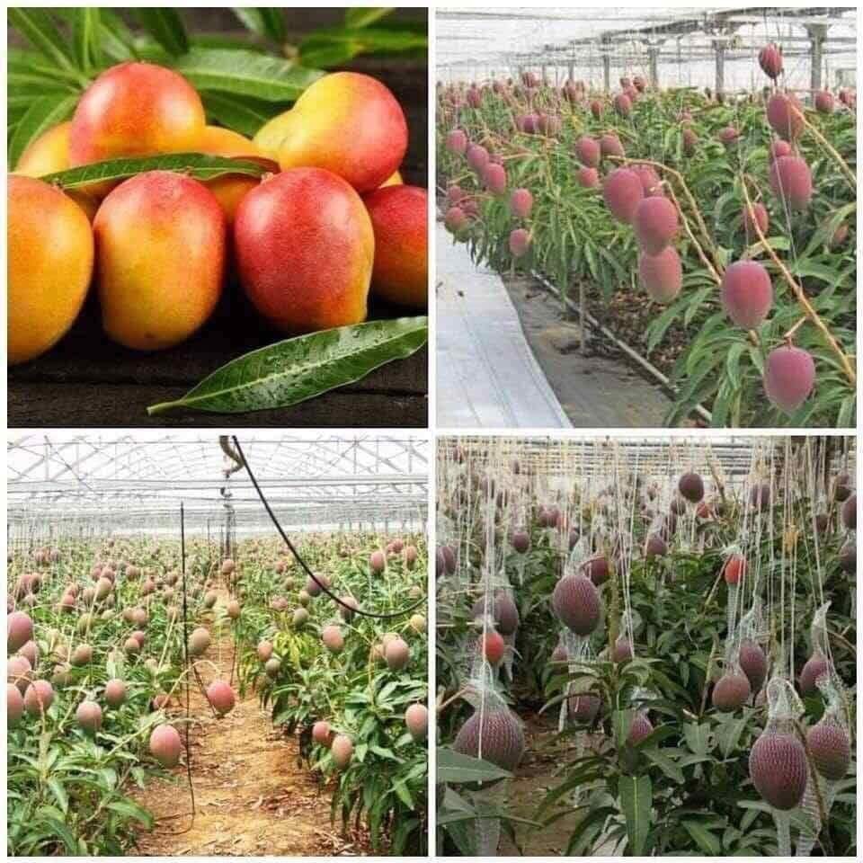 Giống cây xoài đỏ mặt trời