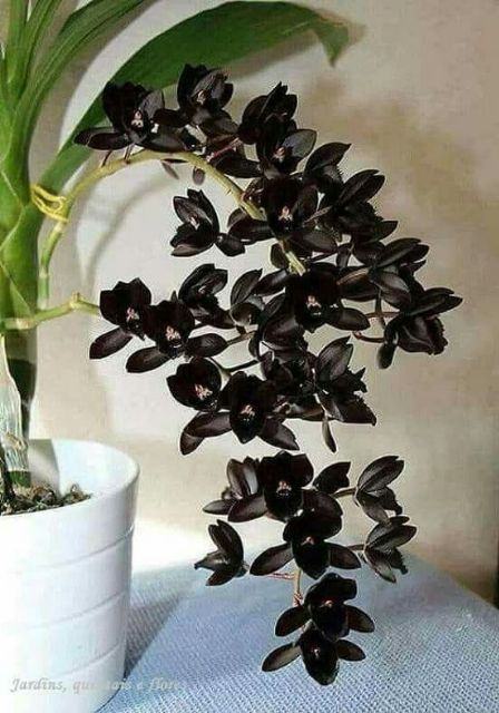 Hoa lan thiên nga đủ màu ( đen, đỏ, đỏ đốm, cam, vàng)