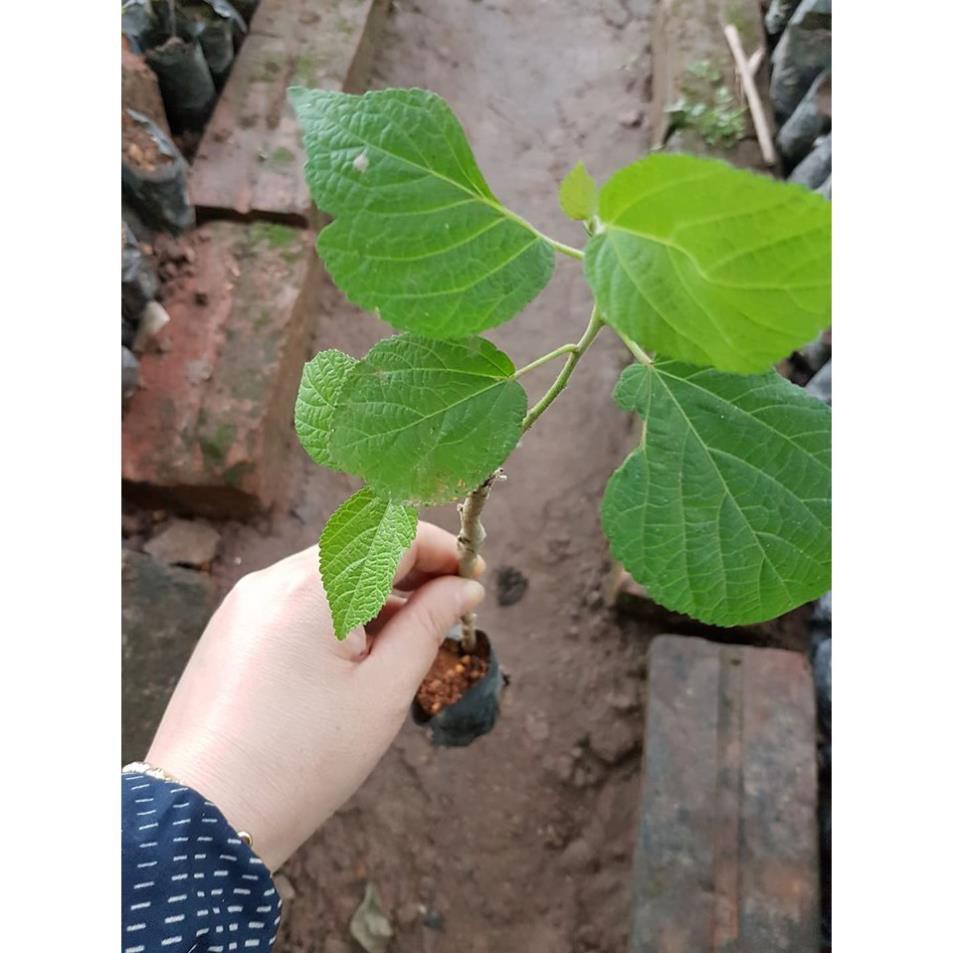 03 Cây Giống An Xoa Hoa Tím
