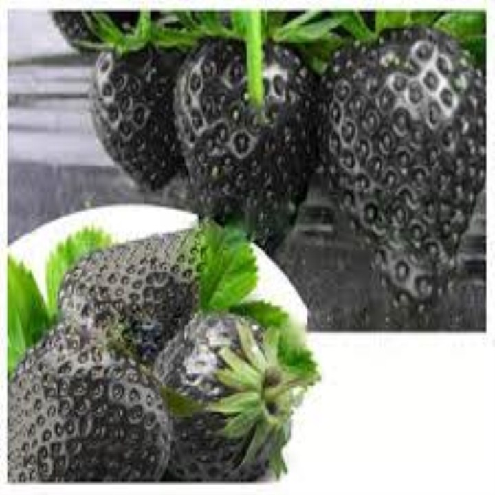 100 hạt giống quả dâu tây đen