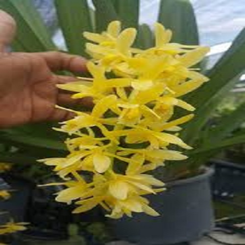 địa lan kiếm vàng, mặt hoa lai, gửi đi nguyên chậu, ảnh chụp thật tại vườn, hàng đánh thẳng từ thái về - DLKVLR