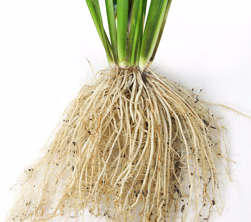 3 Hũ Ra Rễ Cực Mạnh DHT ROOTS 100gr