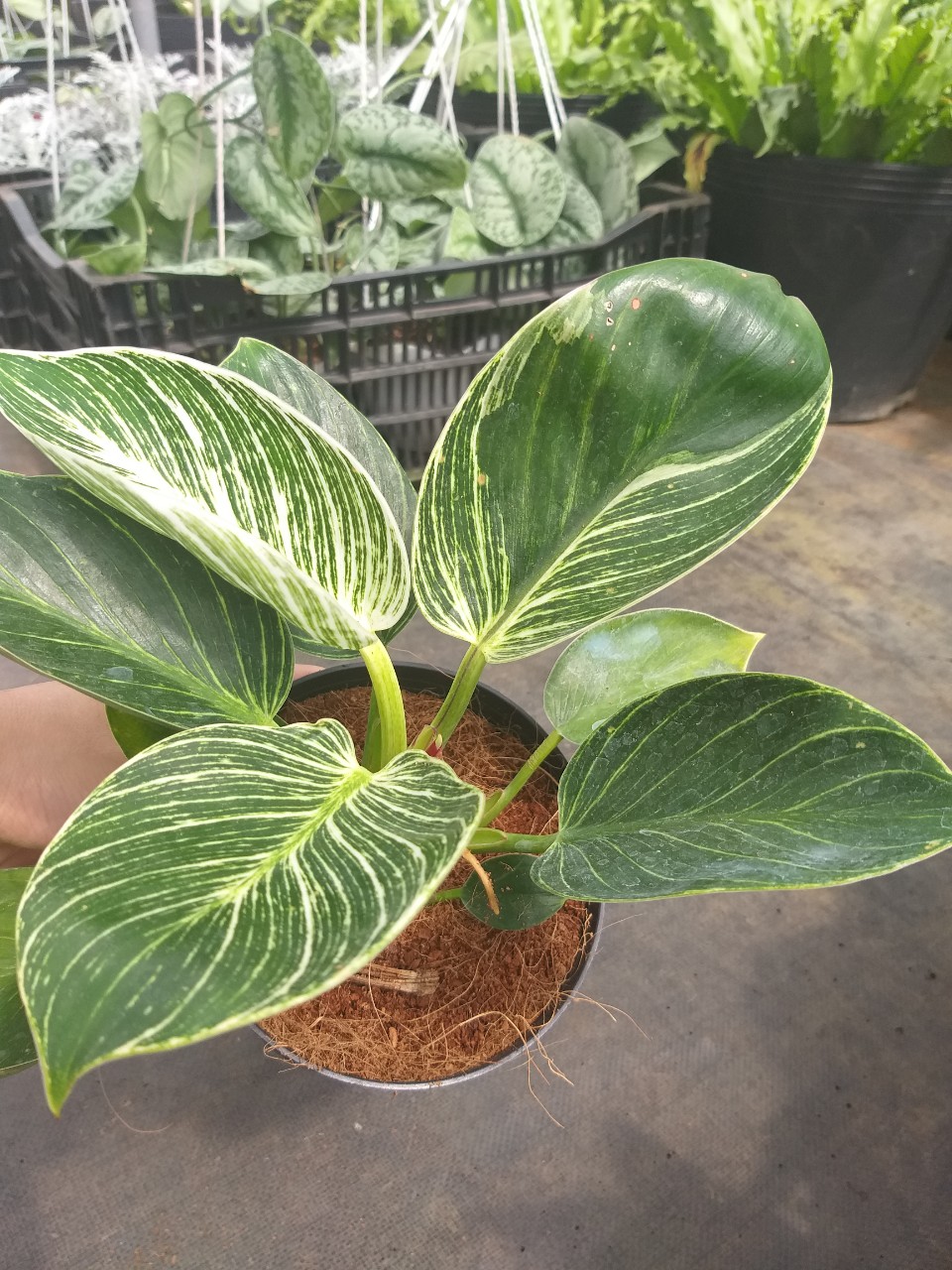 Cây đế vương Kim Cương- Philodendron birkin