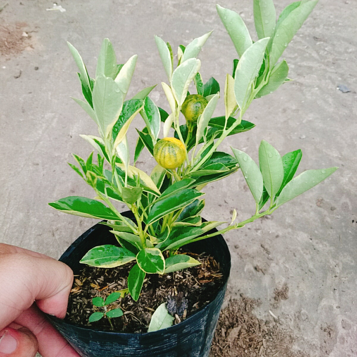 Cây Tắc Cẩm Thạch - cây cảnh để bàn