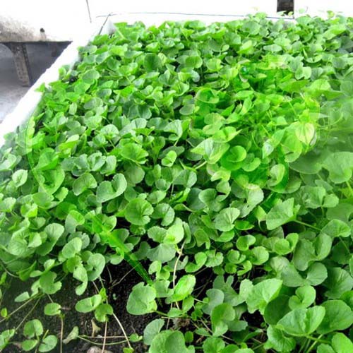 Hạt giống rau má - gói 1 gram