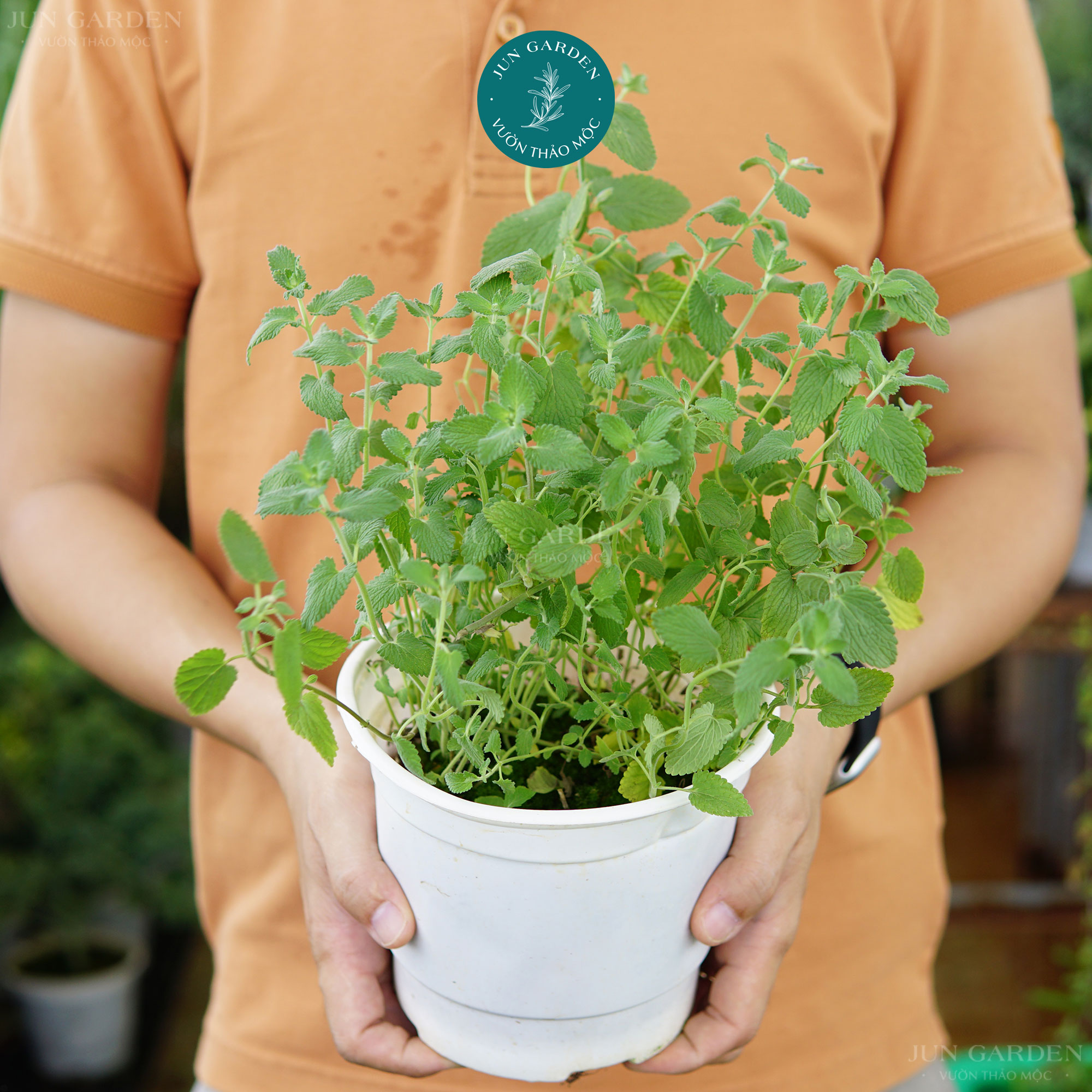 Cây Bạc Hà Mèo JUN GARDEN Catnip Và Catmint