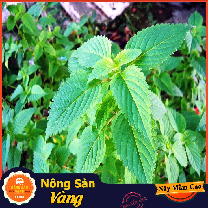 Hạt giống Rau Kinh Giới (Gói 1 Gram) - Nông Sản Vàng