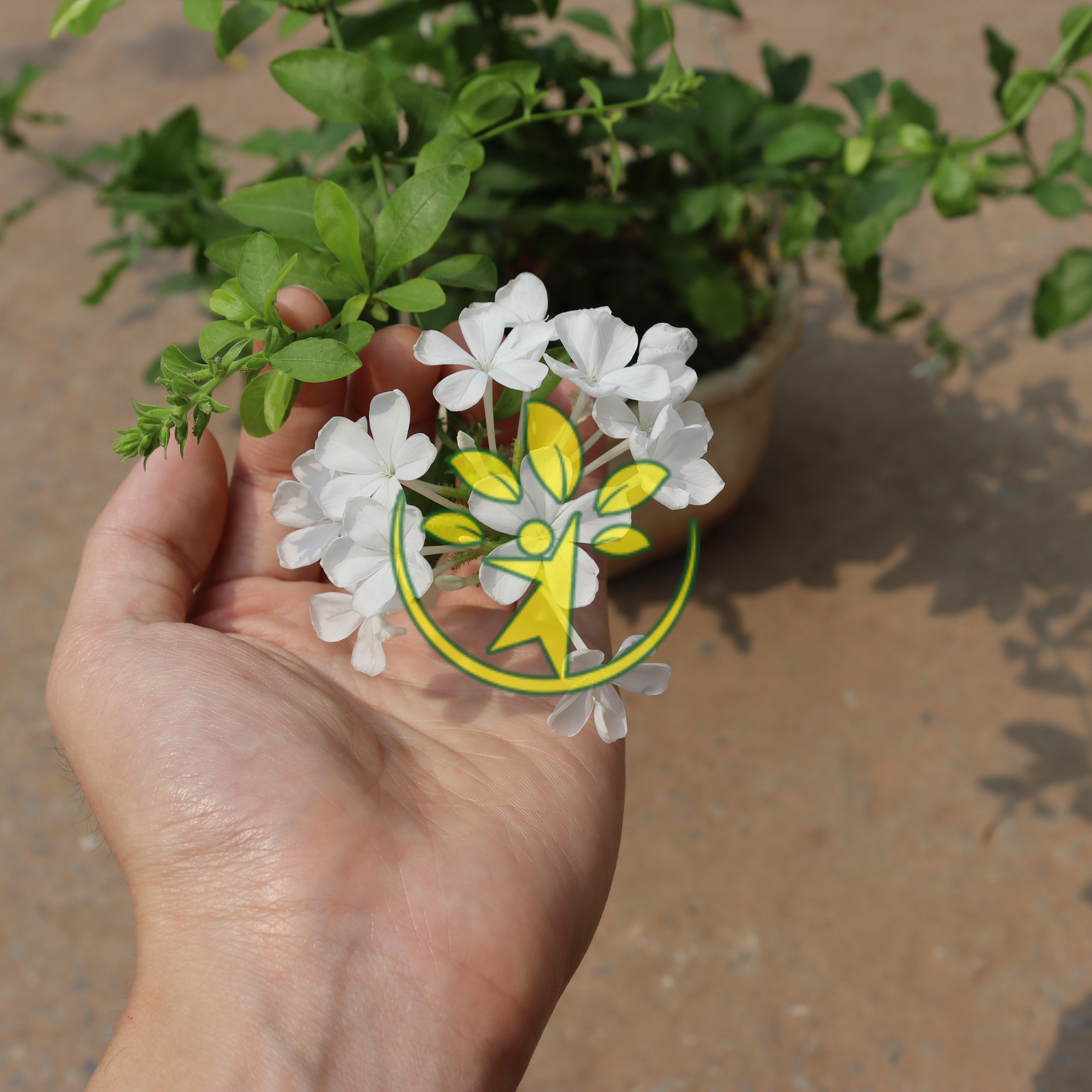 Chậu treo hoa thanh xà (đuôi công) uy tín - Gửi cây đã hết hoa