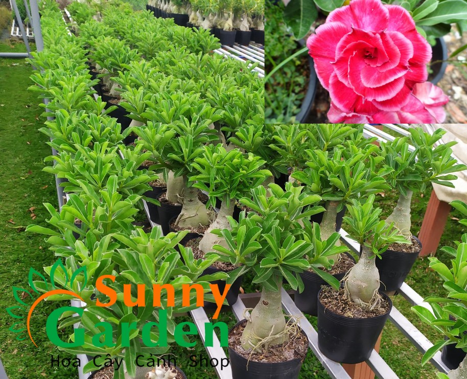 Sứ Ghép Hoa Long Thành - Sứ Thái