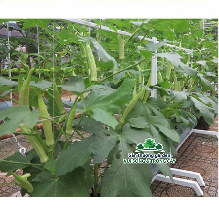 HẠT ĐẬU BẮP - CÀ BẮP - GÓI 20 GRAM