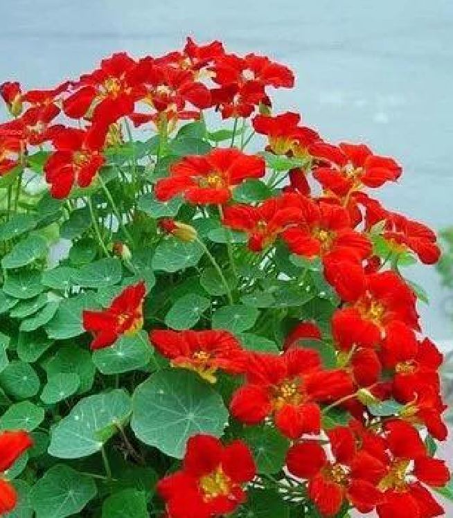 Hạt giống hoa Sen Cạn Nhiều Màu - Gói 15 hạt
