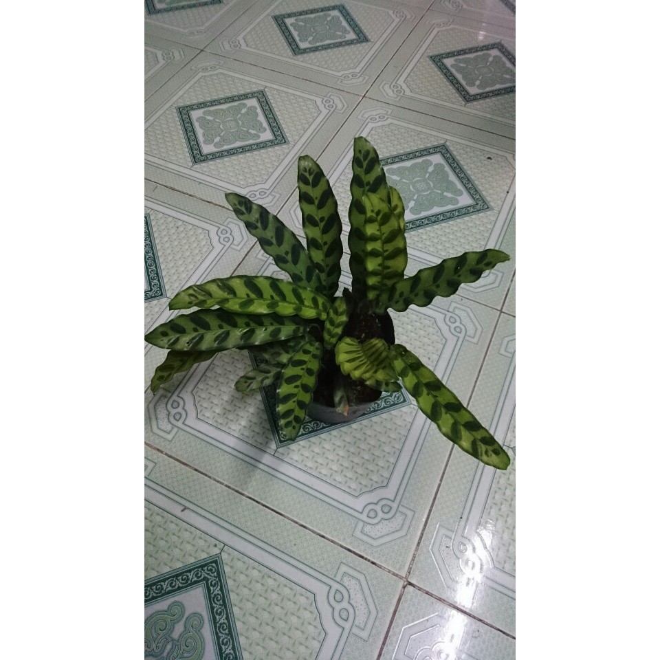Cây Đuôi Phụng - cây cảnh mini - caykiengsadec  mau lớn