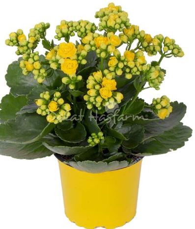 Dalat Hasfarm Chậu hoa Sống Đời