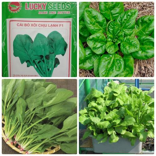 Hạt Giống Rau Chân Vịt ( Bina) Gói 20 Gram