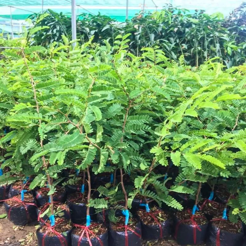 Cây me thái lùn trái ngọt (siêu sớm)