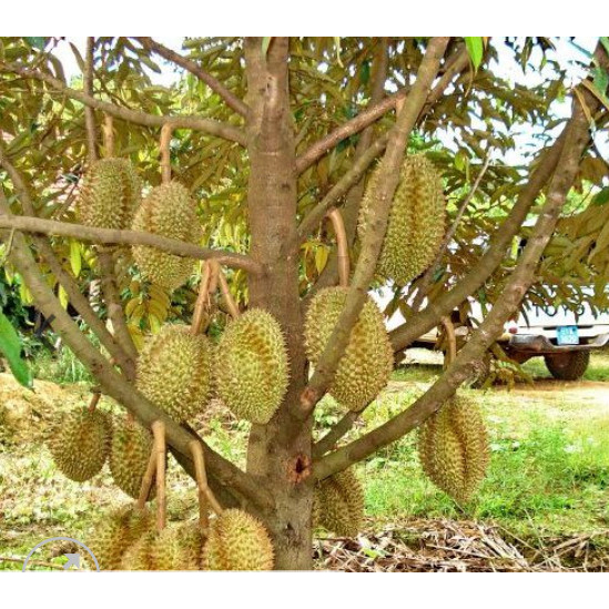 Cây giống sầu riêng lùn SIÊU SỚM (cây ghép siêu sớm)