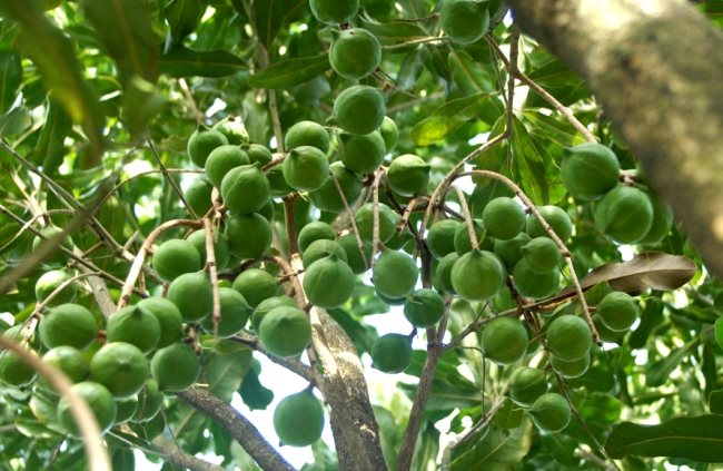 1kg hạt giống cây mắc ca