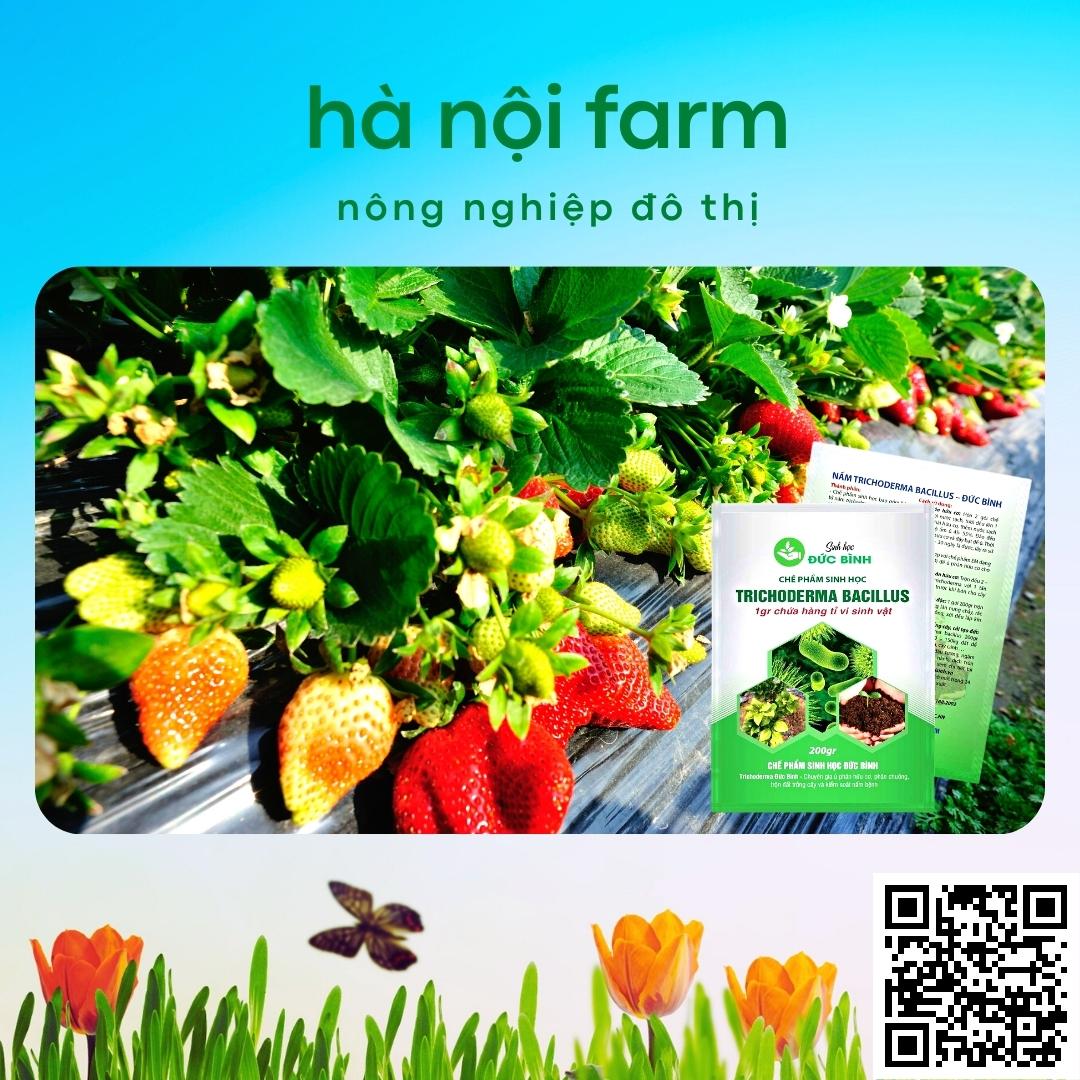 Men ủ sinh học TRICHODERMA BACILILUS gói 200g, tricho đức bình
