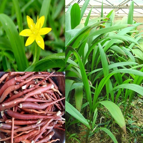 Combo 2 cây sâm cau giống - 45645