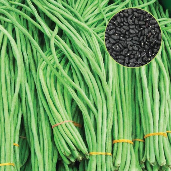 Đậu Đũa Cao Sản Hạt Đen Rado 667 (20g)