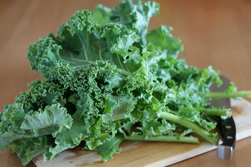 Chậu cây cải Kale trưởng thành - Brassica oleracea var. sabellica |  Lazada.vn