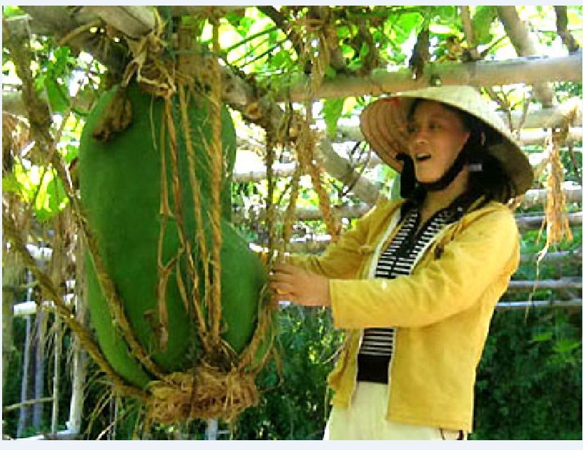 Hạt giống bí đao khổng lồ - Gói 5 Hạt
