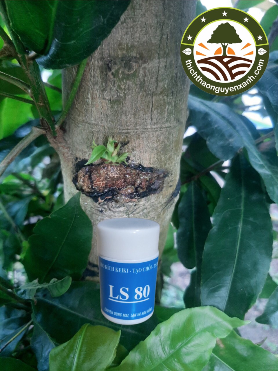 Keo kích chồi ls80 - bôi ở đâu là mọc chồi ở đó