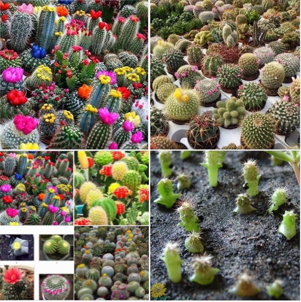 Hạt giống cây hoa xương rồng mix
