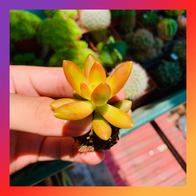 SEN ĐÁ ĐÁ CAM SIZE MINI SIÊU KHOẺ ĐẸP LỖI 1 ĐỔI 1