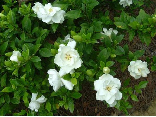 BẦU CÂY GIỐNG Hoa BẠCH THIÊN HƯƠNG -nguyên bầu cây giống