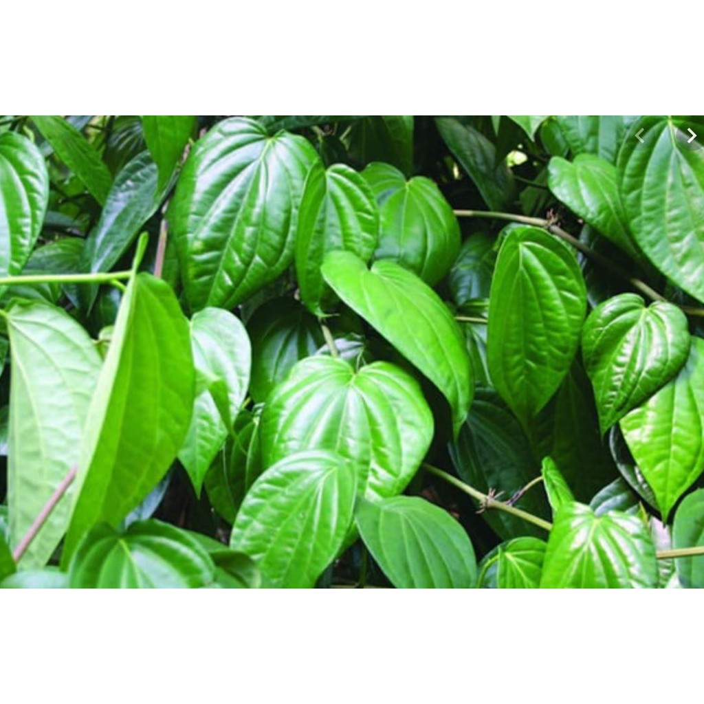 Lá Trầu Không tươi ( 100 LÁ)