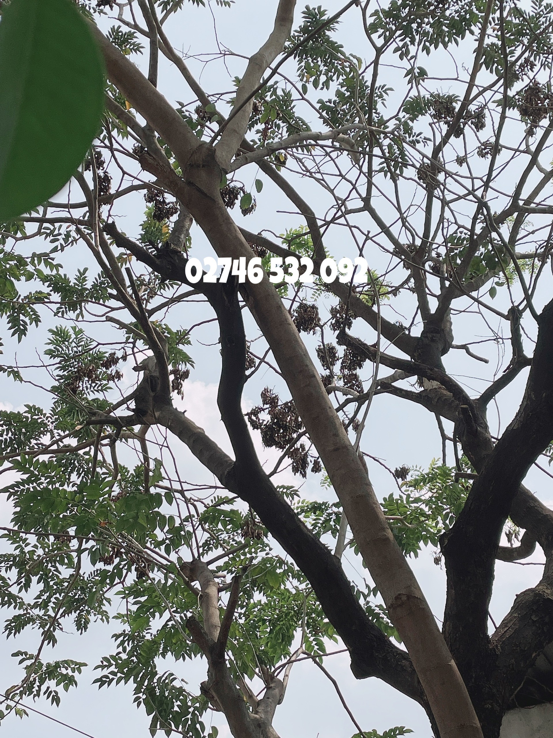 COMBO 10 HẠT GIỐNG SƯA ĐỎ (CÂY SƯA ĐỎ) QUÝ