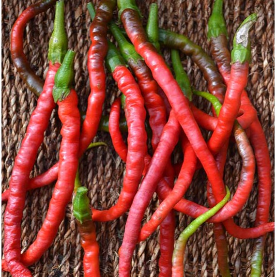 [ Siêu Hạt Giống ] (200-300 hạt) Hạt giống ớt tóc dài hair pepper chilli)